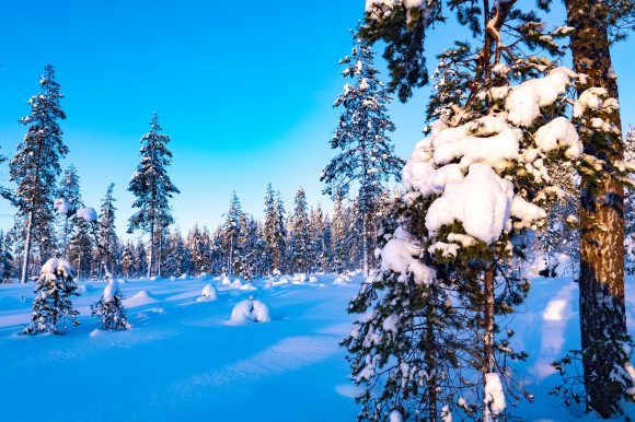 Тур на снегоходах в Карелии зимой - северный прорыв лайт