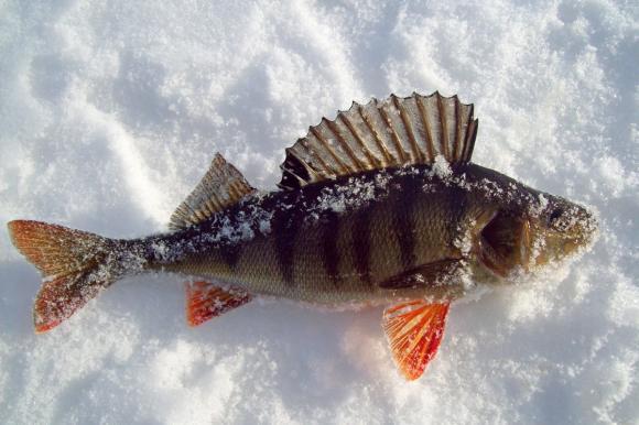 Рыбалка зимой в Карелии на лесных избах