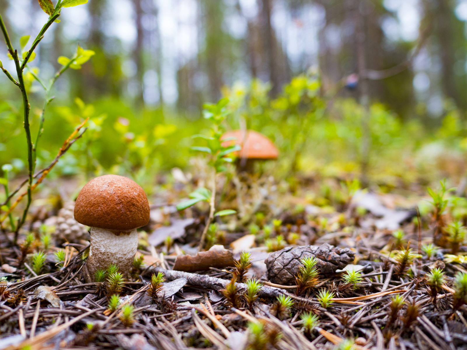 карелия. грибы в карелии. моховый лес карелия грибы. грибы карелии подосиновик. подосиновики в карелии.
