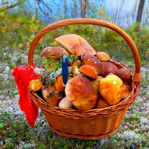 Северная Карелия: как правильно собирать грибы