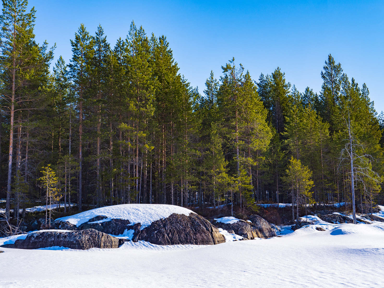 Фото сафари на снегоходах в Карелии Калевала