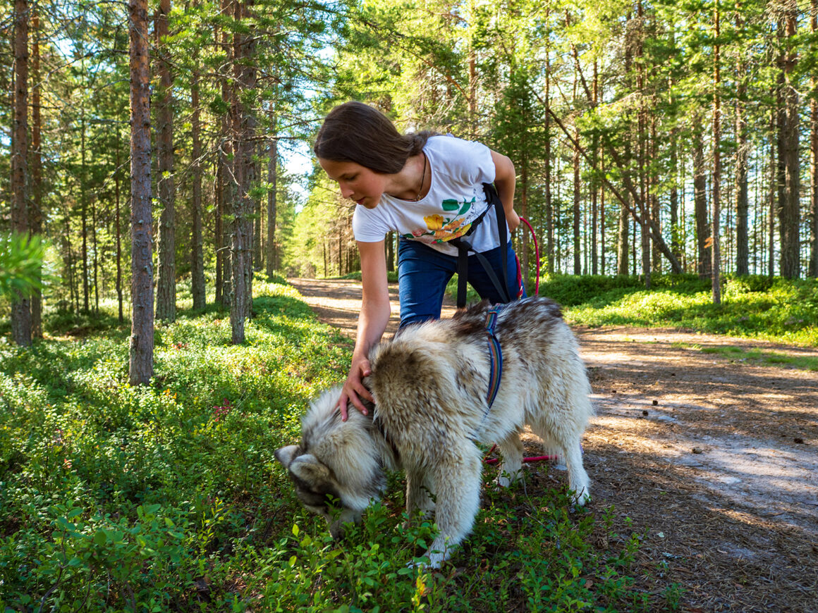 Прогулки с хаски